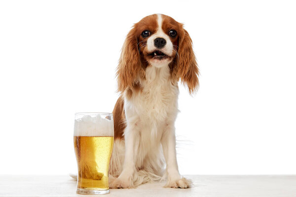 Adorable Purebred Dog Cavalier King Charles Spaniel Sitting Lager Foamy Royalty Free Stock Photos