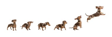 Pankart, kolaj. Oyuncu, tapılası, safkan köpek, Dachshund hareketli, ayakta, yürüyen ve atlayan beyaz arka planda soyutlanmış. Mutlu hayvan. Hayvan bakımı, veteriner, tımar ve sağlık kavramı