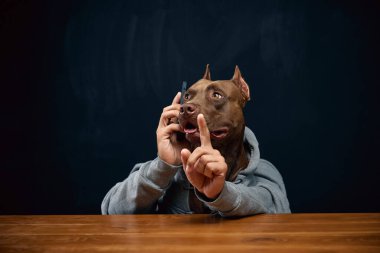 Rahatsız etmeyin, rahatsız edin. Kahverengi pitbull gri kapüşonlu ve cep telefonuyla konuşuyor. İş anlayışı, iletişim, güven, hayvan teması. Mesleki meslek