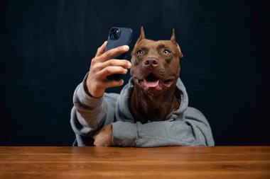 Kahverengi pitbull, tapılası safkan köpek gri kapüşonlu ve akıllı telefonlu selfie çekiyor. Sosyal medya, blog yazma, internet, online iletişim. İş anlayışı, hayvan teması