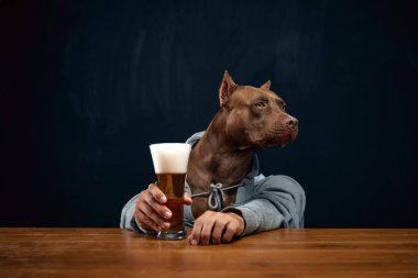 Kahverengi pitbull, insan vücudunda gri kapüşonlu, bira bardağı tutan ve ahşap masada oturan. Hafta sonları yerel bir barda, içecek ve rahatlama. Ekim Festivali Konsepti, parti