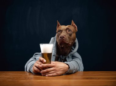 Kahverengi pitbull, insan vücudunda gri kapüşonlu, bira bardağı tutan ve ahşap masada oturan. Hafta sonları yerel bir barda, içecek ve rahatlama. Ekim Festivali Konsepti, parti