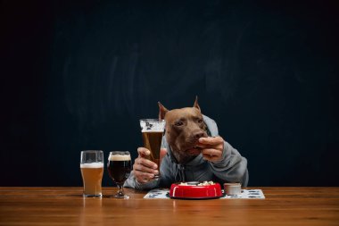 Kahverengi pitbull, insan vücudunda gri kapüşonlu, tahta masada çeşitli bira ve yemek kadehleriyle oturuyor. İçkiler ve yemek. Hayvan teması kavramı, restoran reklamı. bira fabrikası