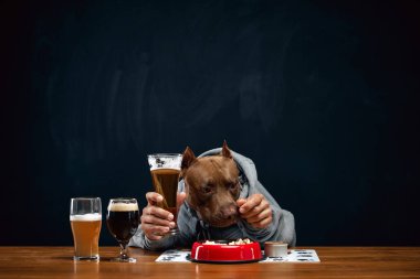 Kahverengi pitbull, insan vücudunda gri kapüşonlu, tahta masada çeşitli bira ve yemek kadehleriyle oturuyor. İçkiler ve yemek. Hayvan teması kavramı, bar, Ekim Festivali, restoran