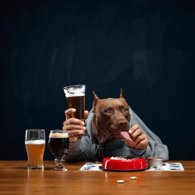 Gri kapüşonlu, kahverengi safkan pitbull, ahşap masada oturuyor ve çeşitli bira bardaklarıyla yemek yiyor. Bira ve yemek aperatiflerinin azaltılması. Hayvan ve bira kavramı