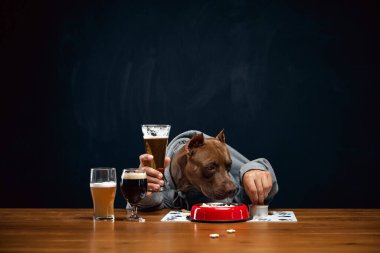 Gri kapüşonlu, kahverengi safkan pitbull, ahşap masada oturuyor ve çeşitli bira bardaklarıyla yemek yiyor. Bira ve yemek aperatiflerinin azaltılması. Hayvan ve bira kavramı