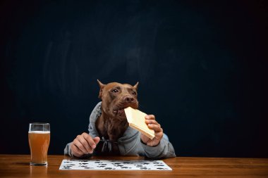 Kahverengi pitbull, insan vücudu ile birlikte peynirli sandviç yiyor ve bira içiyor. Yiyecek ve içecekler, Ekim Festivali, parti, bar ve restoran. Hayvan ve içecek kavramı