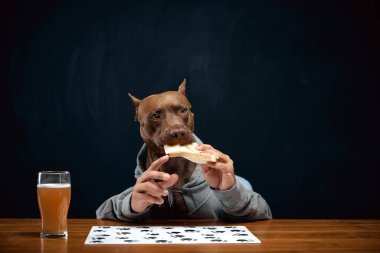 Kahverengi pitbull, insan vücudu ile birlikte peynirli sandviç yiyor ve bira içiyor. Yiyecek ve içecekler, Ekim Festivali, parti, bar ve restoran. Hayvan ve içecek kavramı