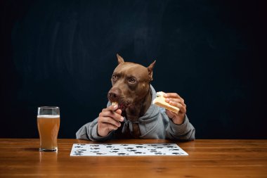 Kahverengi pitbull, insan vücudu ile birlikte peynirli sandviç yiyor ve bira içiyor. Yiyecek ve içecekler, Ekim Festivali, parti, bar ve restoran. Hayvan ve içecek kavramı