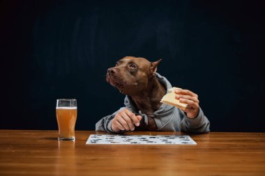 Gri kapüşonlu, bira bardağı tutan, ahşap masada oturan ve peynirli sandviç yiyen sevimli kahverengi pitbull. Hayvan teması, restoran ve bar reklamı kavramı