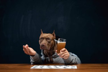 Gri kapüşonlu, bira bardağı tutan, ahşap masada oturan ve peynirli sandviç yiyen sevimli kahverengi pitbull. Hayvan teması, restoran ve bar reklamı kavramı