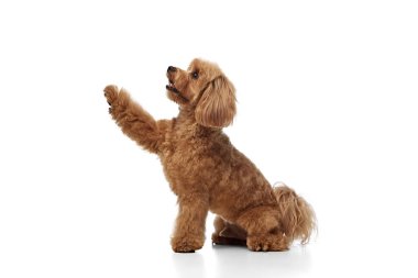 Zeki, sakin, güzel köpek, kahverengi safkan fino köpeği sakince oturur ve beyaz arka planda izole edilmiş patisini bırakır. Hayvan kavramı, evcil hayvan, bakım, veteriner, neşe ve eğlence, evcil hayvan dostu..