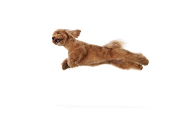 Oyuncu küçük köpek, kahverengi ve tüylü safkan oyuncak kaniş hareket halinde, atlıyor, beyaz arka planda tek başına uçuyor. Hayvan, evcil hayvan, bakım, veteriner, neşe ve eğlence anlayışı, evcil hayvan dostu. İlan için alanı kopyala