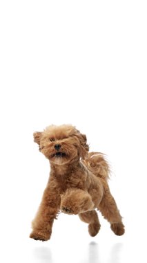 Komik, oyuncu ve aktif küçük köpeğin dikey görüntüsü, sevimli safkan kaniş dağınık kürklü, koşan, beyaz arka planda soyutlanmış oynayan. Hayvan kavramı, evcil hayvan, bakım, veteriner, neşe ve eğlence