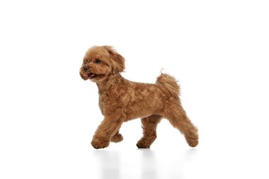 Mutlu küçük köpek, neşeli, tüylü, kahverengi safkan kaniş, koşuyor, beyaz arka planda soyutlanmış oynuyor. Hayvan konsepti, evcil hayvan, bakım, veteriner, evcil hayvan dostu. İlan için alanı kopyala