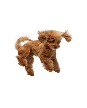 Sevimli küçük köpeğin komik bir görüntüsü, saf oyuncak kaniş hareket halinde, beyaz arka planda tek başına zıplıyor. Hayvanlar, evcil hayvanlar, bakım, veteriner, neşe ve eğlence anlayışı, evcil hayvan dostu. İlan için alanı kopyala