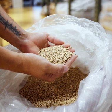 Teknoloji uzmanı tahıl torbasını inceliyor, demleme işlemi için gereken malzemelerin kalitesine odaklanıyor, bira yapmak için en iyi malzemeleri seçiyor. Bira, bira fabrikası, üretim, kalite kontrol kavramı