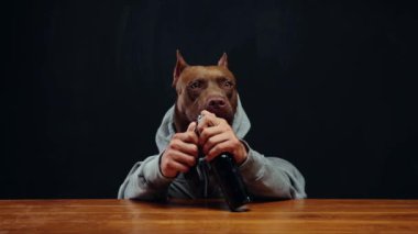 Kahverengi pitbull, insan vücudunda gri kapüşonlu, elinde bira, ahşap masada oturuyor. Hafta sonları yerel bir barda, içecek ve rahatlama. Ekim Festivali Konsepti, parti