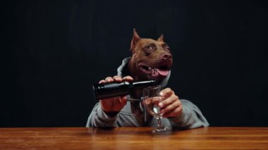Kahverengi pitbull, insan vücudunda gri kapüşonlu, elinde bira, ahşap masada oturuyor. Hafta sonları yerel bir barda, içecek ve rahatlama. Ekim Festivali Konsepti, parti