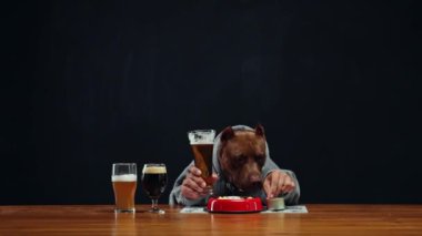 Kahverengi pitbull, insan vücudunda gri kapüşonlu, tahta masada çeşitli bira ve yemek kadehleriyle oturuyor. İçkiler ve yemek. Hayvan teması kavramı, restoran reklamı. bira fabrikası