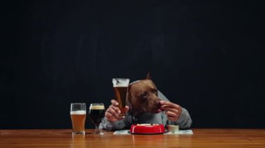 Gri kapüşonlu, kahverengi safkan pitbull, ahşap masada oturuyor ve çeşitli bira bardaklarıyla yemek yiyor. Bira ve yemek aperatiflerinin azaltılması. Hayvan ve bira kavramı