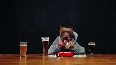 Gri kapüşonlu, kahverengi safkan pitbull, ahşap masada oturuyor ve çeşitli bira bardaklarıyla yemek yiyor. Degukasyon. Hayvan ve bira kavramı, Ekim Festivali