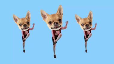 Chihuahua kafalı adamlar geleneksel Bavyera kıyafetleri giyip dinamik mavi arka planda dans ediyorlar. Hareket etmeyi, animasyonu durdurun. Hayvan teması kavramı, Ekim Festivali, gelenek, bira festivali