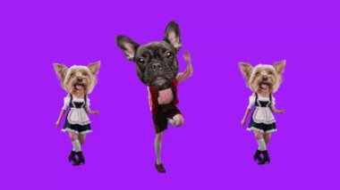 Fransız Bulldog 'u olan bir adam ve Yorkshire Terrier kafalı bir kadın, geleneksel Bavyera kıyafetleri giymiş, dinamik arka planda dans ediyor. Hareket etmeyi, animasyonu durdurun. Ekim Festivali, gelenek, bira festivali