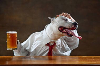 Beyaz köpek gömlek ve kravat takıyor, masada oturuyor, bir kupa bira tutuyor ve elini kaşıyor. Beyin fırtınası. Hayvan teması kavramı, eğlence, iş, duygular, Ekim Festivali