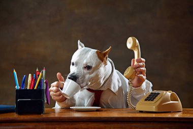 Beyaz köpek tişört giyiyor, masada oturuyor, telefondan kulağa, ve bardaktan su içiyor. Ortaklarla sohbet. Hayvan teması kavramı, eğlence, iş
