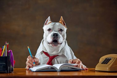 Beyaz köpek gömlek ve kravat takıyor, masada oturuyor, kalemle deftere yazıyor. İş stratejisi. Odaklanmış hayvan. Hayvan teması kavramı, eğlence, iş