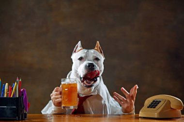 Beyaz köpek gömlek ve kravat takıyor, masada oturuyor ve bira içiyor. İşten sonra dinlenmek. Hayvan teması kavramı, eğlence, iş dünyası, Ekim Festivali, meslek