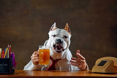 Beyaz safkan köpek gömlek ve kravat takıyor, masada oturuyor, elinde bir kupa birayla kızgın görünüyor. Hayvan teması kavramı, eğlence, iş, duygular, zorluklar
