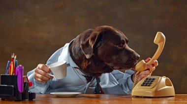 Kahverengi Labrador, köpek gömleği giyiyor, masada oturuyor, telefonu tutuyor ve bardaktan içiyor. Ortaklarla sohbet. Hayvan teması kavramı, eğlence, iş
