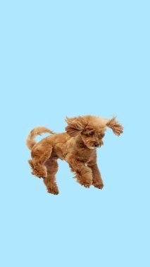 Şirin, oynak bir köpeğin komik bir görüntüsü. Saf kaniş hareket halinde. Açık mavi arka planda zıplıyor. Hayvan bakımı, veteriner, neşe ve eğlence kavramı. İlan, metin için boşluk kopyala