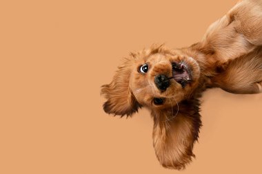 Güzel, mutlu safkan Cocker Spaniel köpeği gülümseyen bir ağızlık ve açık kahverengi arka planda duran komik kulaklarla yatıyor. Hayvan bakımı, veteriner, neşe ve eğlence kavramı. İlan, metin için boşluk kopyala