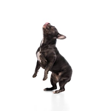 Sevimli, zeki, safkan köpek, arka ayakları üzerinde duran siyah kürklü Fransız bulldog, yemek için zıplıyor, beyaz stüdyo arka planında izole edilmiş komutu takip ediyor. Hayvan konsepti, sağlık, bakım, veteriner