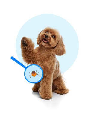 Neşeli küçük fino köpeği büyüteçle pençe kaldırıyor ve kene gösteriyor. Çağdaş kavramsal sanat. Hayvan bakımı, veterinerlik, sağlık, tedavi kavramı. Parazit önleme, hayvan sağlığı teşhisi.