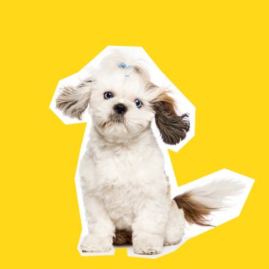 Adorable purebred Shih Tzu puppy, dog with fluffy fur, looking up with curious blue eyes against bright yellow background. Concept of animal, pet care, vet, happiness. Banner, ad, poster clipart