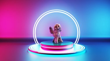 Small, fluffy brown Poodle dog standing on circular 3D platform, one paw raised in playful pose against vibrant pink and blue background neon lights. Concept of animals, pets, vet, care, pet friend clipart