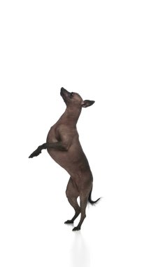 Xoloitzcuintli, Meksikalı tüysüz köpek arka ayakları üzerinde duruyor ön pençeleri yukarıda beyaz arka planda izole halde. Akıllı hayvan emirlere uyar. Hayvanlar, veterinerler, evcil hayvanlar, yoldaşlar