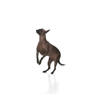 Purebred hairless Xoloitzcuintli dog in motion, standing on hind legs while playing isolated on white background. Concept of animals, vet care, pets, companion clipart