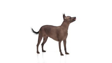 Saf tüysüz Xoloitzcuintli Meksikalı köpek dili beyaz arka planda dikiliyor. Hayvan konsepti, veteriner bakımı, evcil hayvanlar, yoldaş. İlan için alanı kopyala