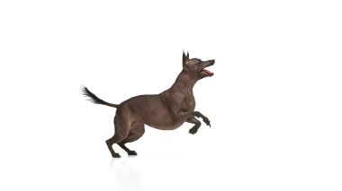 Sevimli, saf tüysüz Xoloitzcuintli Meksikalı köpek hareket halinde, oynarken zıplıyor, beyaz arka plana karşı eğitim komutları veriyor. Hayvan konsepti, veteriner bakımı, evcil hayvanlar, yoldaş. İlan için alanı kopyala