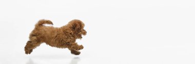 Küçük, saf, kahverengi kıvırcık saçlı Maltipoo köpeğinin dinamik görüntüsü beyaz stüdyo arka planında izole bir şekilde oynuyor. Evcil hayvan kavramı, sağlık, bakım, bakım. Pankart