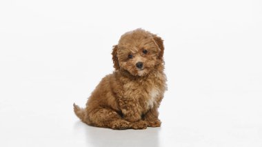 Şirin ve sevimli bir köpek, beyaz stüdyo arka planında sakince izole edilmiş kahverengi kıvırcık kürklü küçük bir Maltipoo köpeği. Evcil hayvan kavramı, sağlık, bakım, bakım. Hayvan ürünleri reklamları