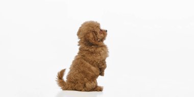 Sevimli, zeki, safkan, kıvırcık saçlı arka ayakları üzerinde oturan beyaz stüdyo arka planında izole edilmiş ön pençeleri olan Maltipoo köpeği. Evcil hayvan kavramı, sağlık, bakım, bakım.