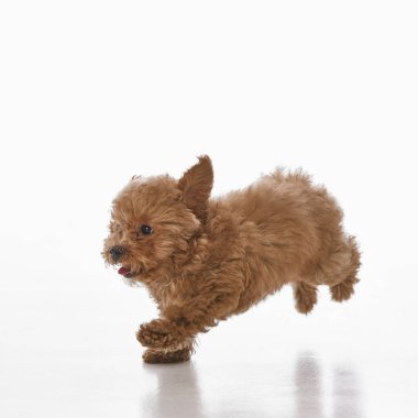 Mutlu, aktif, kıvırcık kürklü, neşeli bir şekilde koşan beyaz stüdyo arka planında izole edilmiş küçük bir Maltipoo köpeği. Evcil hayvan kavramı, sağlık, bakım, bakım. Hayvan ürünleri reklamları