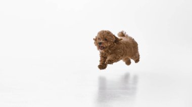 Mutlu, tapılası, aktif, kıvırcık kürklü, beyaz stüdyo arka planında soyutlanmış bir şekilde oynayan küçük bir Maltipoo köpeği. Evcil hayvan kavramı, sağlık, bakım, bakım. Pankart