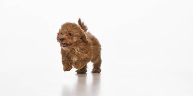 Mutlu, oyuncu, aktif, kıvırcık kürklü, beyaz stüdyo arka planında soyutlanmış bir şekilde oynayan küçük bir Maltipoo köpeği. Evcil hayvan kavramı, sağlık, bakım, bakım. Pankart